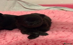 Pomeranian dogs for sale: 🌟Pomeranian🌟 - Image 2