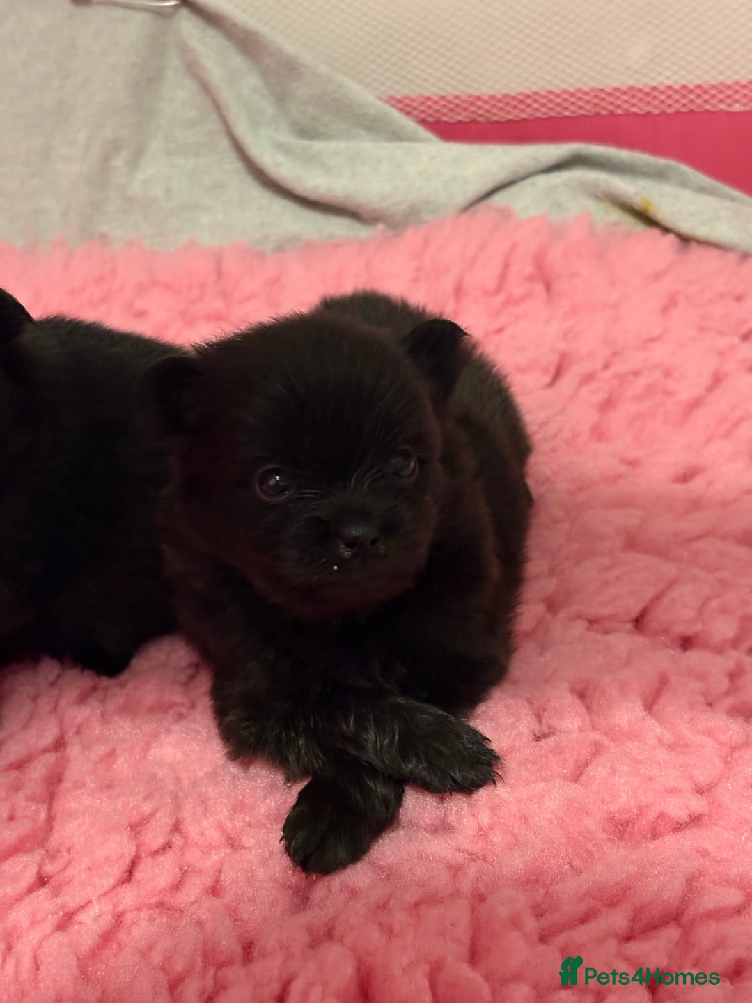 Pomeranian dogs for sale: 🌟Pomeranian🌟 - Image 2