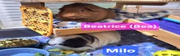 Guinea Pig rodents for sale: Bonded Male & Female Guinea Pig Pair for Sale - Advert 1