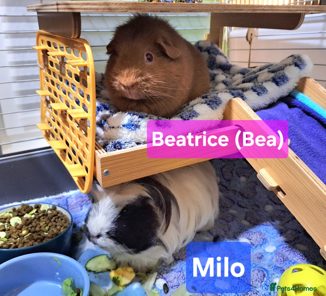 Guinea Pig rodents for sale: Bonded Male & Female Guinea Pig Pair for Sale - Advert 1