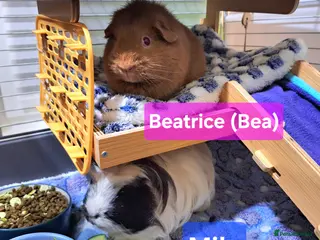 Guinea Pig rodents Bonded Male & Female Guinea Pig Pair for Sale - Advert 5