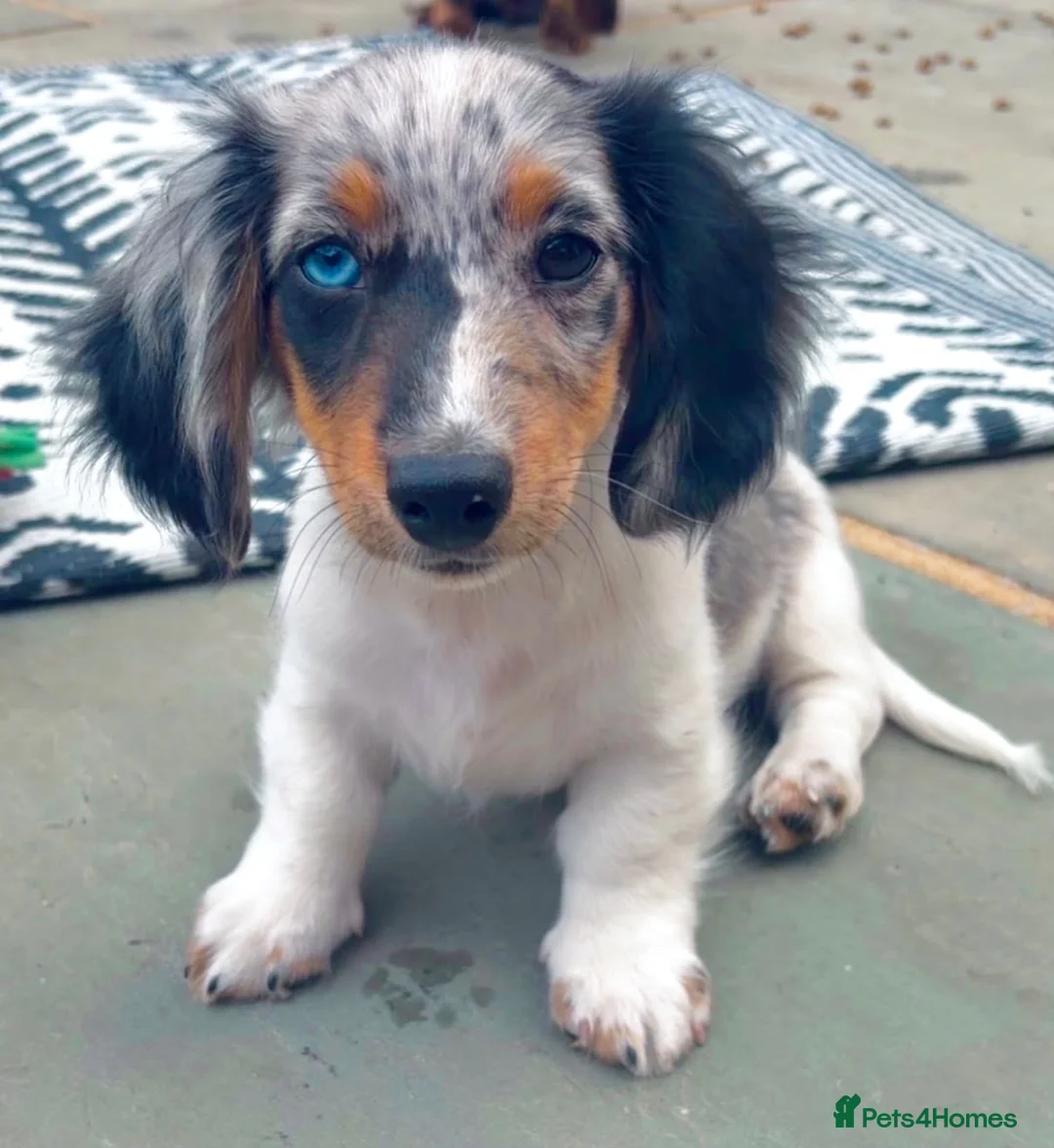 Dachshund dogs for sale: 2 LEFT  in Romford - Advert 2