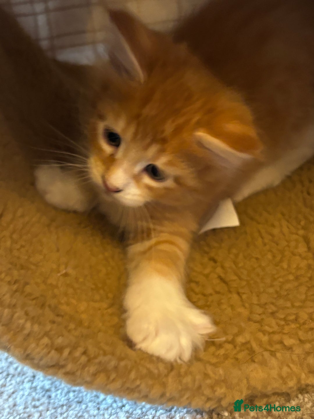 Maine Coon cats for sale: Beautiful Pedigree Main Coon Kittens - Advert 34