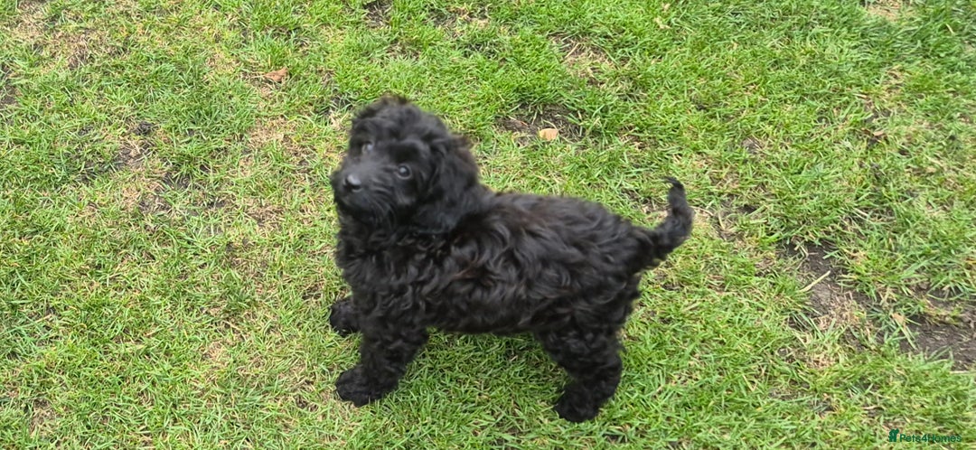 Cockapoo dogs for sale: Cockapoo pups - Image 11
