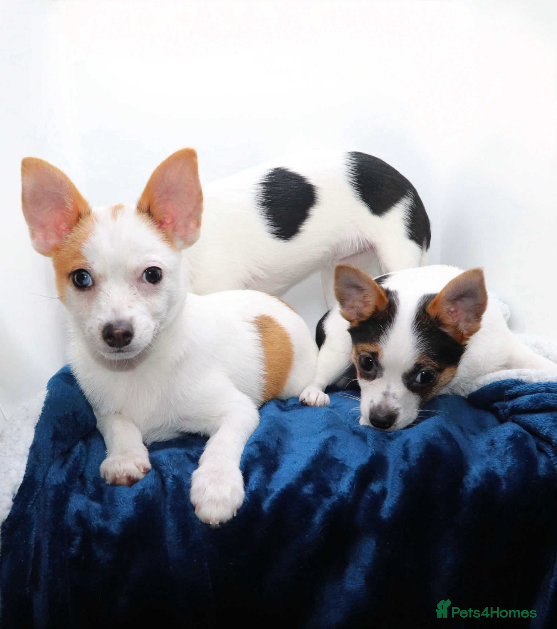 Mixed Breed dogs 3 Small Mixed breed puppies  - Advert 2
