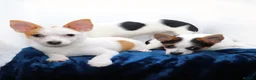 Mixed Breed dogs for sale: 3 Small Mixed breed puppies  in Manchester - Advert 2
