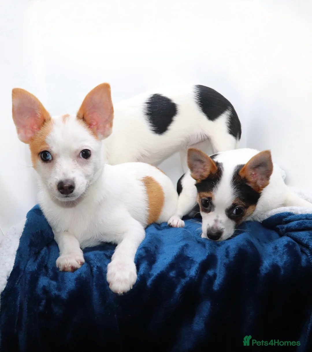 Mixed Breed dogs for sale: 3 Small Mixed breed puppies  in Manchester - Advert 2