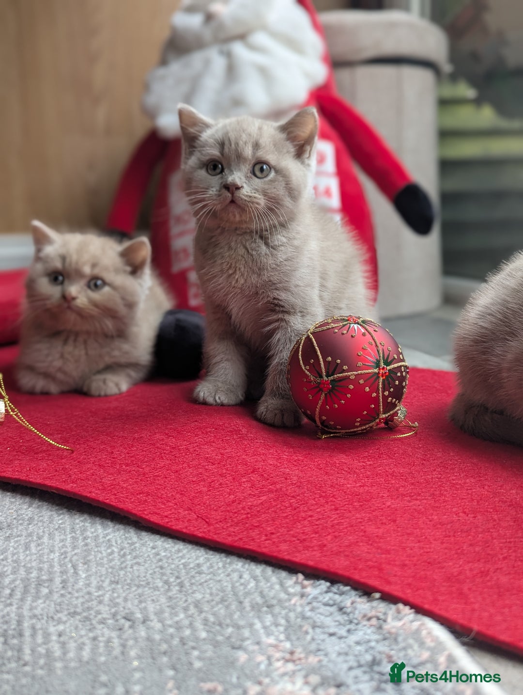 British Shorthair cats for sale: British shorthair  - Advert 7