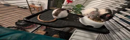 Rat rodents for sale: 3 adorable female Dumbo fancy rats for sale  in Cambridge - Advert 4