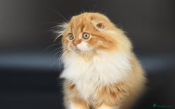 Scottish Fold cats for stud: RoyalOwl Yoshi: Scottish Fold Longhair Stud  in Banbury - Image 3