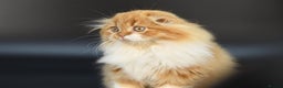 Scottish Fold cats for stud: RoyalOwl Yoshi: Scottish Fold Longhair Stud  in Banbury - Advert 3