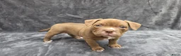 American Bully dogs for sale: Pocketbully puppy  - Advert 14