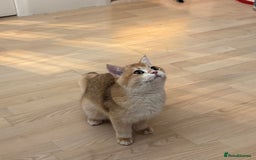 British Shorthair cats for sale:  Golden British Shorthair kittens  in London - Image 16