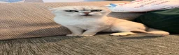 Scottish Fold cats for sale: Scottish fold  - Advert 1