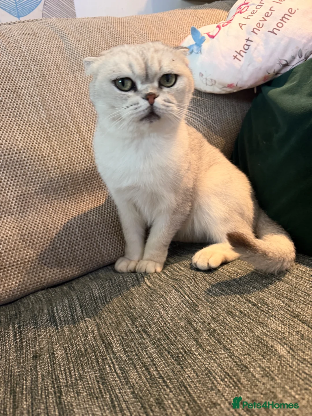 Scottish Fold cats for sale: Scottish fold  - Advert 1