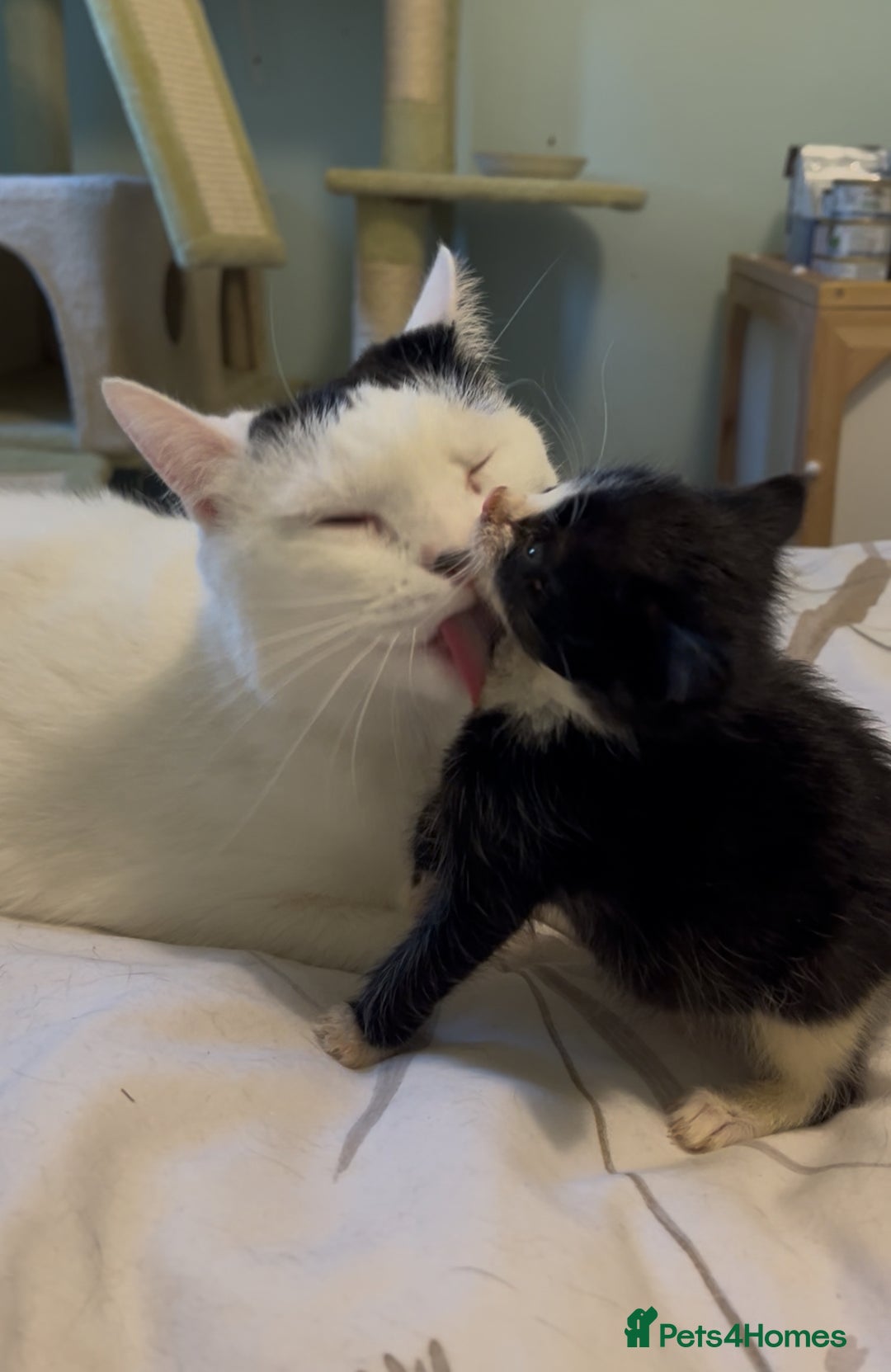 Mixed Breed cats for sale: Two kittens looking for family together - Advert 14