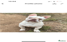French Bulldog dogs for sale: Hugo  - Image 1
