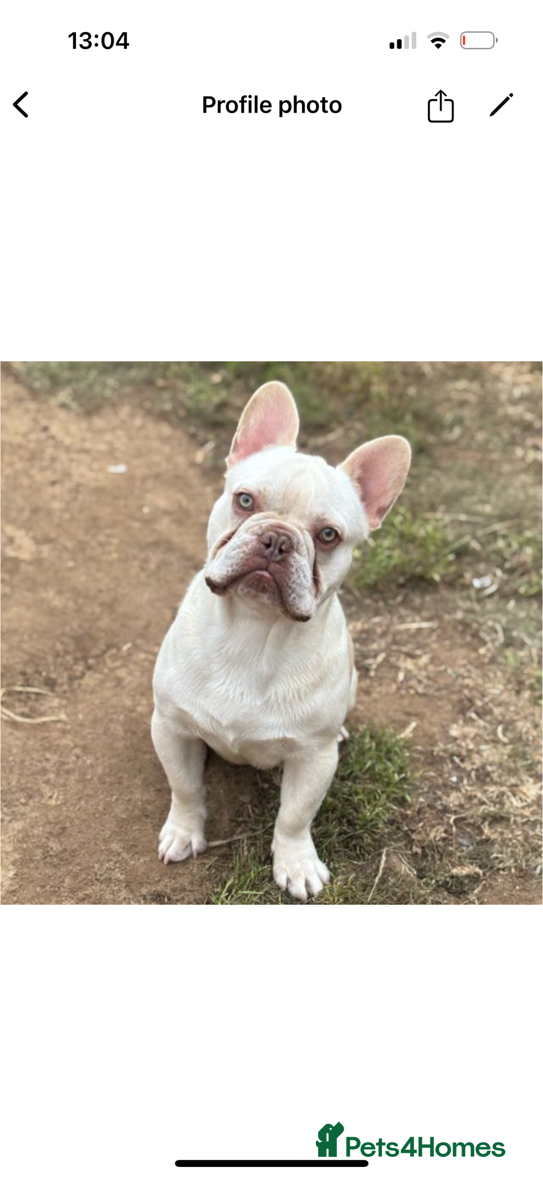 French Bulldog dogs for sale: Hugo  - Image 1