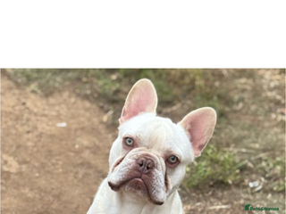 French Bulldog dogs - Advert 14