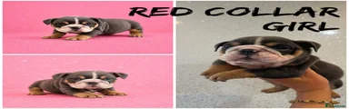 Red collar girl pup 7