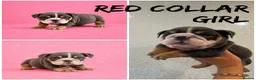 English Bulldog dogs for sale: English Bulldog Puppies  - Advert 4