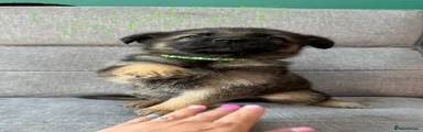 German Shepherd Puppy 1