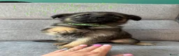 German Shepherd dogs for sale: 10 beautiful German shepherd puppies - Advert 26