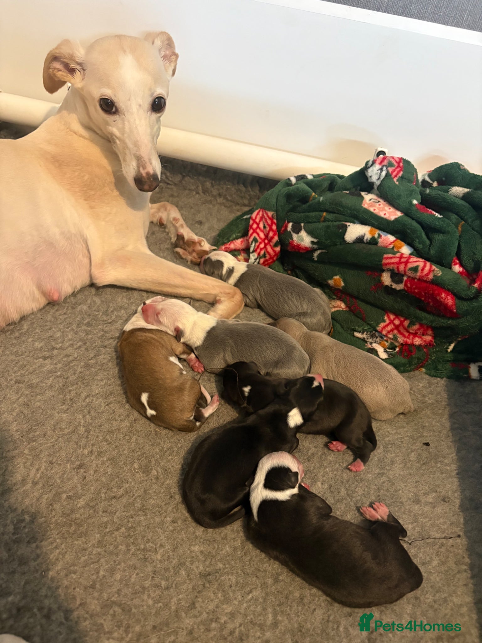 Whippet dogs for sale: Gorgeous whippet puppies  - Advert 1