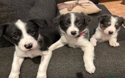 Border Collie dogs for sale: Border collie puppies - Image 6