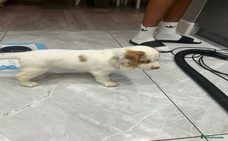 Cocker Spaniel dogs - Advert 2