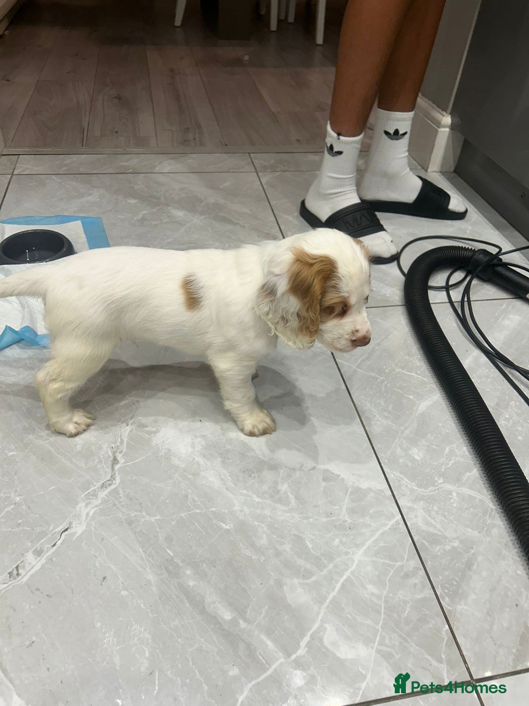 Cocker Spaniel dogs for sale: Cocker Spaniel Puppy - Image 1