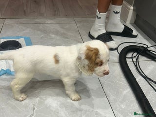 Cocker Spaniel dogs - Advert 2