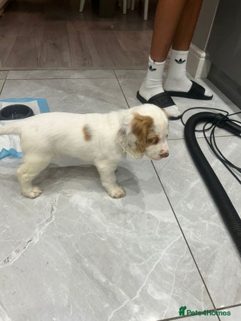 Cocker Spaniel dogs - Advert 2