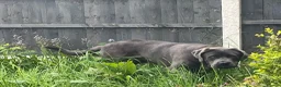 Cane Corso dogs for sale: Male 2 years old Cane Corso  - Advert 7
