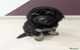 Miniature Poodle dogs for sale: 4 Beautiful Miniature Poodle puppies  in Skelmersdale - Image 3