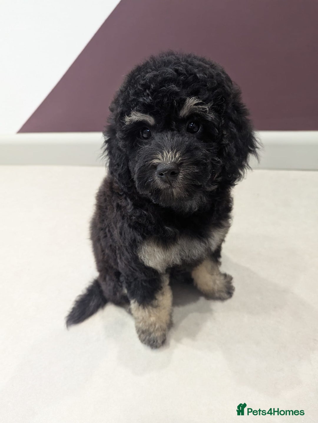 Miniature Poodle dogs for sale: 4 Beautiful Miniature Poodle puppies  in Skelmersdale - Image 3