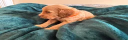 Cockapoo dogs for sale: Toy cockapoo puppies (golden) (tri) super cute - Advert 19