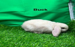 Mini Lop rabbits for sale: Beautiful baby mini lops for sale. Ready now - Image 4