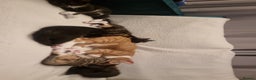 Mixed Breed cats for sale: Ginger tuxedo kittens  - Advert 14