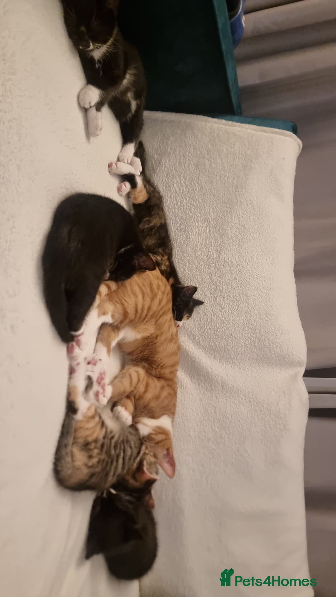 Mixed Breed cats for sale: Ginger tuxedo kittens  - Advert 14