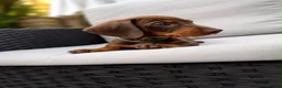 Miniature Dachshund dogs for sale: Exceptional Miniature Dachshund Puppies  in Romford - Advert 7