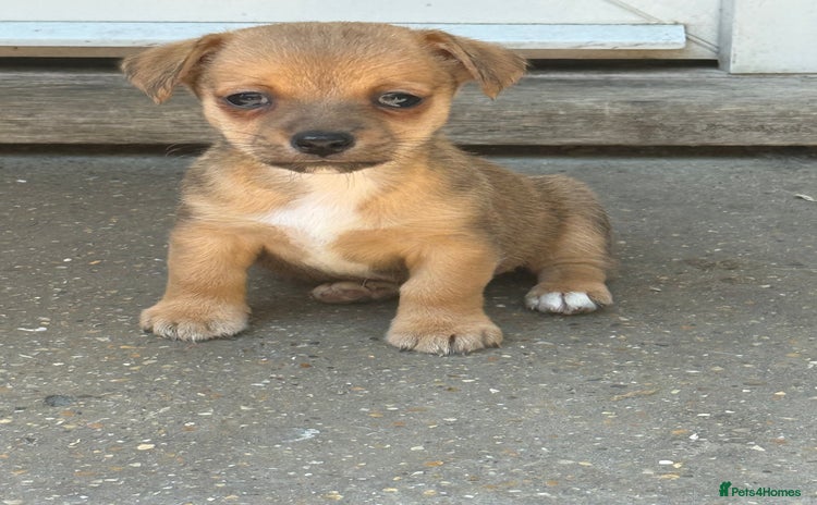 Jack Russell dogs - Advert 1