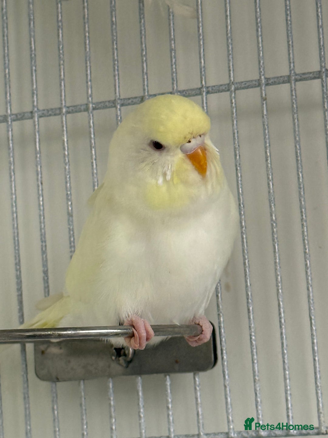 Budgerigars birds for sale: Young Budgies - Advert 5