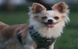 Chihuahua dogs for sale: Stunning longhaired Chihuahua puppies  - Image 14