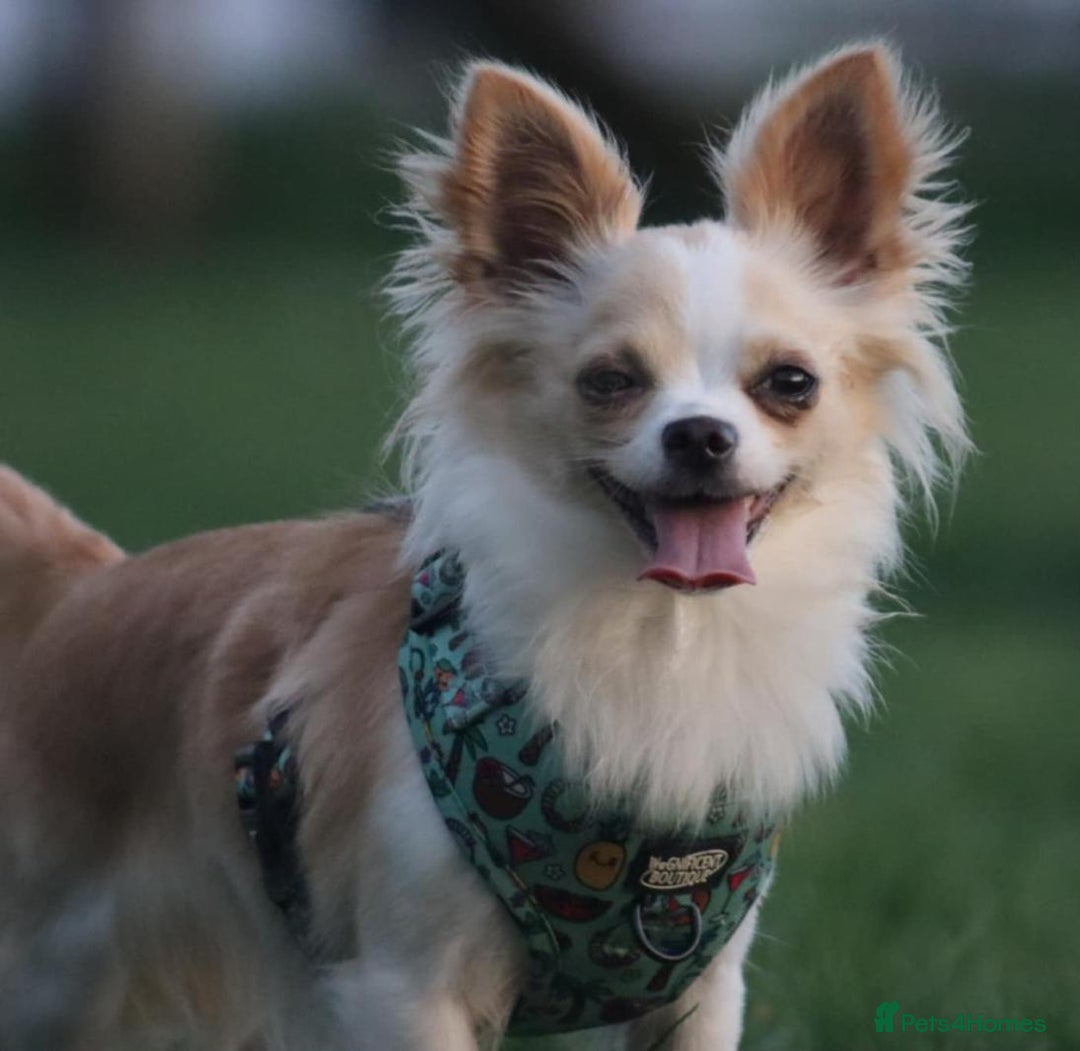 Chihuahua dogs for sale: Stunning longhaired Chihuahua puppies  - Image 14