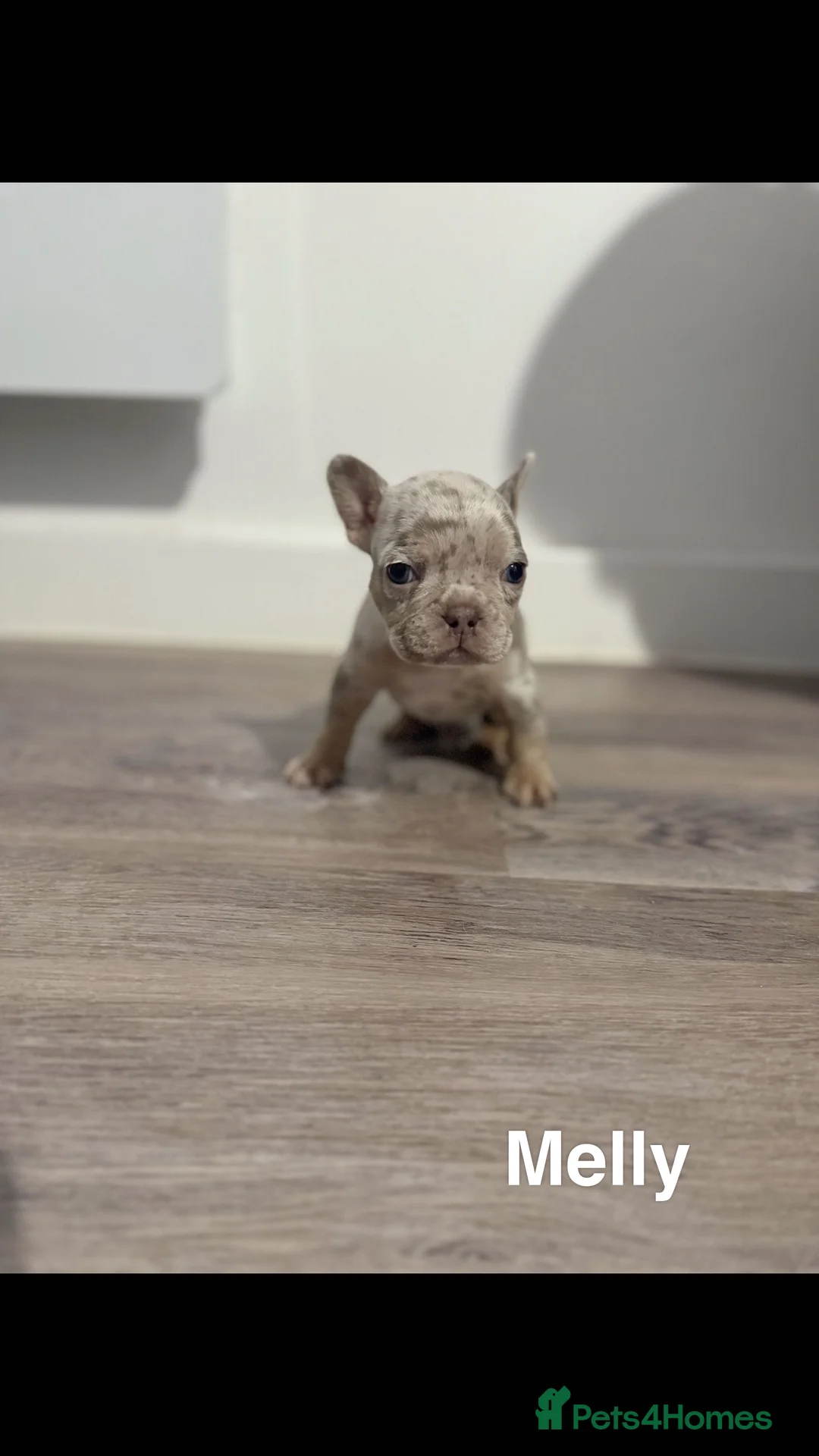 French Bulldog dogs for sale: French bulldog puppies for sale in Birmingham - Advert 6