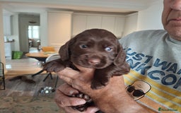 Mixed Breed dogs for sale:  Rare Little Glossy Chunks of Spaniel - Image 5