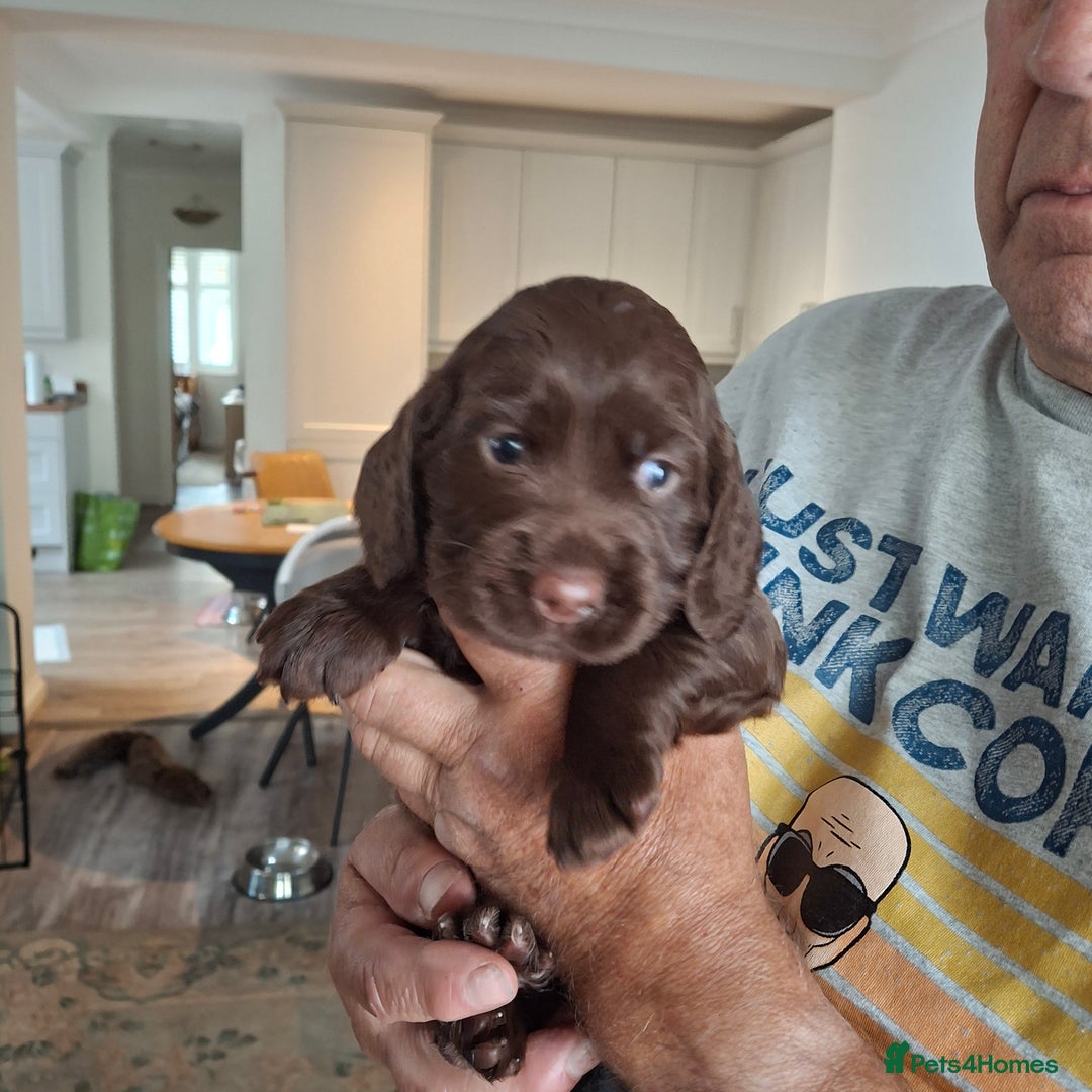 Mixed Breed dogs for sale:  Rare Little Glossy Chunks of Spaniel - Image 5