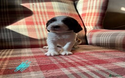 English Springer Spaniel dogs for sale: Springer Spaniel Puppy’s  - Image 8