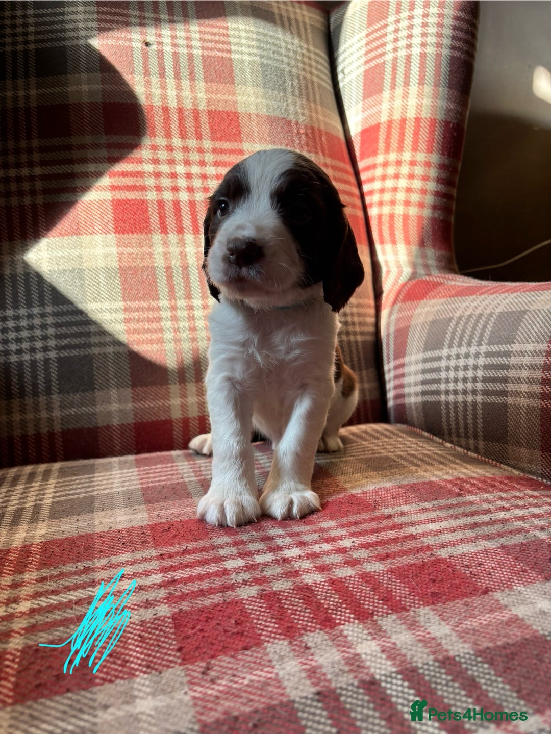 English Springer Spaniel dogs for sale: Springer Spaniel Puppy’s  - Image 8